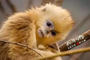 日本保护动物电影,日本动物保护电影深度解析