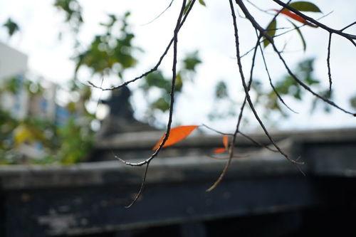 吹吹落的树叶免费观看,吹吹落的树叶