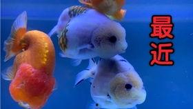 金鱼爆料视频大全集,揭秘视频大全集精彩瞬间