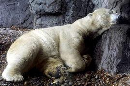 明星国外安乐死,明星安乐死引发的全球伦理探讨