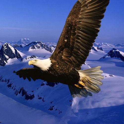 沙普的鹰 在线播放,在线观看，揭秘传奇冒险之旅