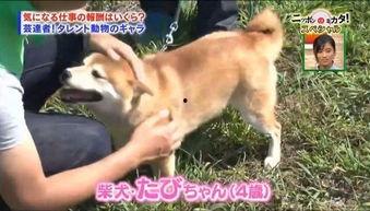 日本gv猫狗,萌宠界的跨界合作