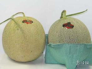 日本最贵的甜瓜