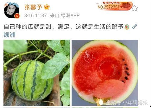 娱乐圈哪里吃瓜好吃,揭秘各大热门地点的“吃瓜”美食攻略